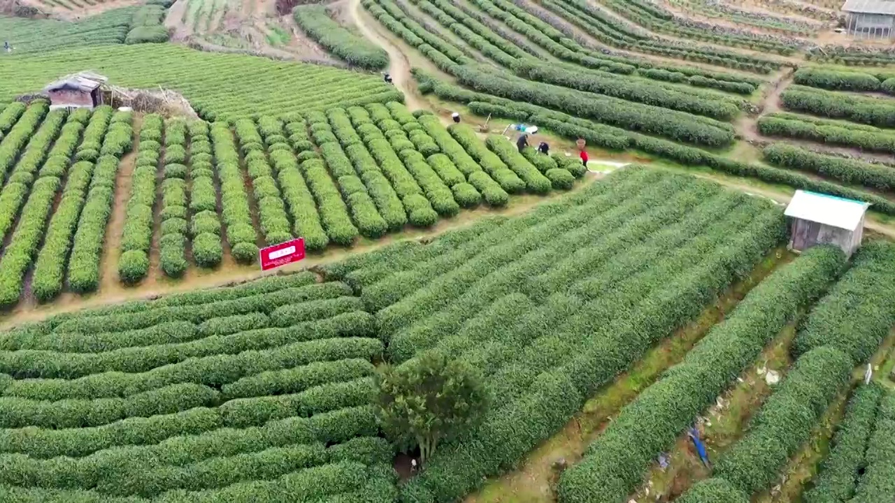 福鼎白茶茶山视频素材