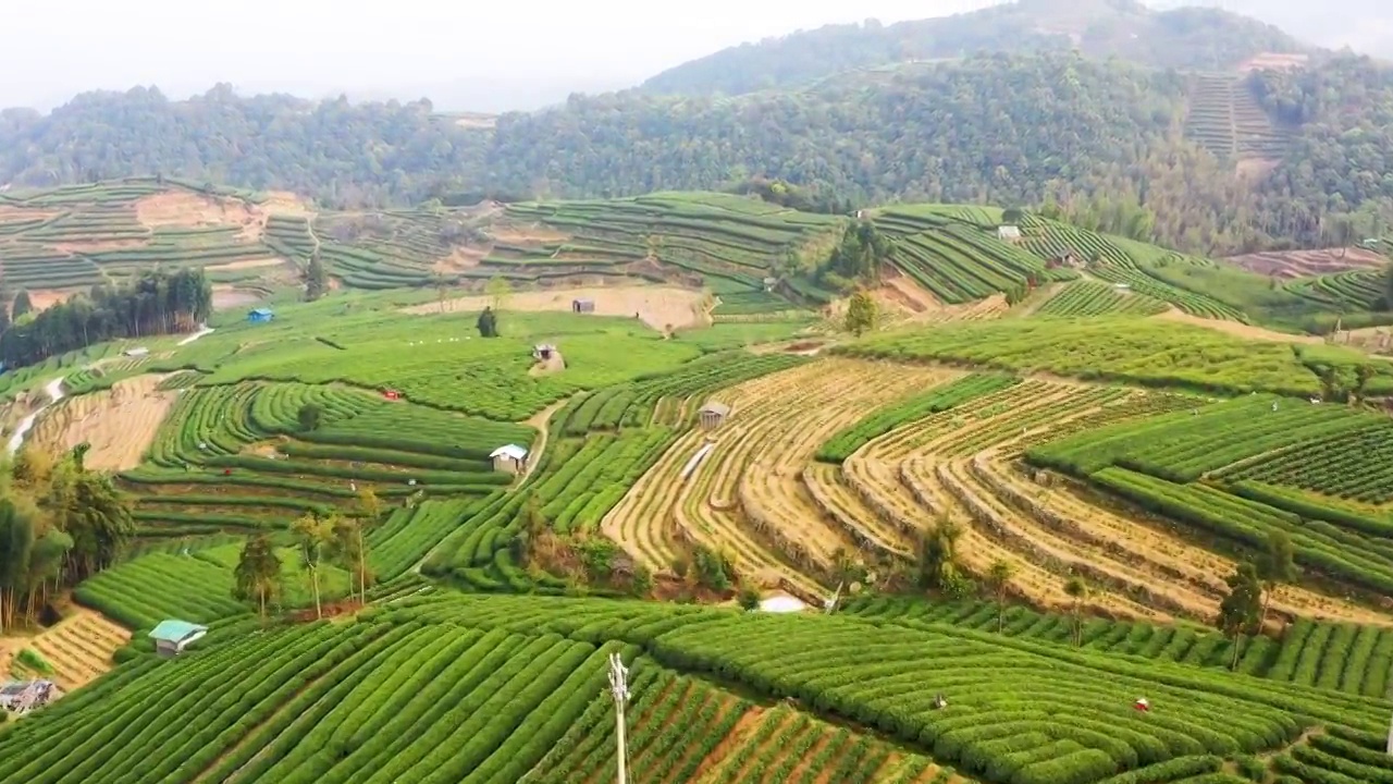 福鼎白茶茶山视频素材