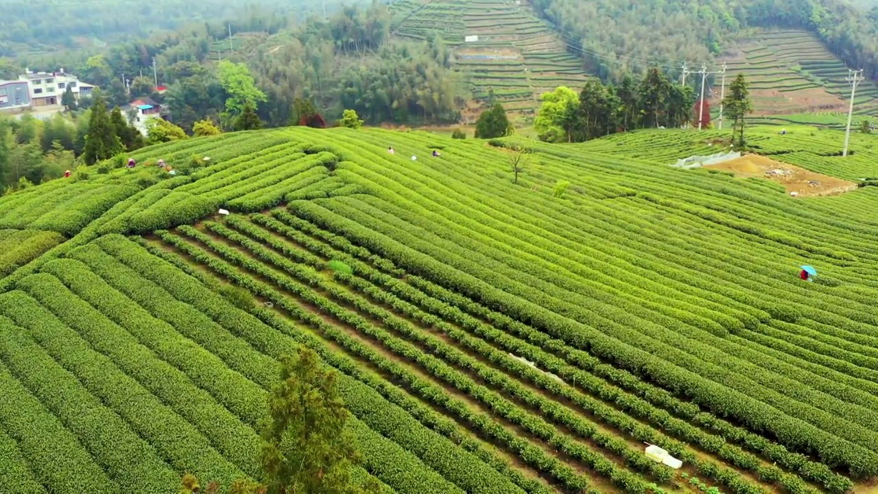 福鼎白茶茶山视频素材