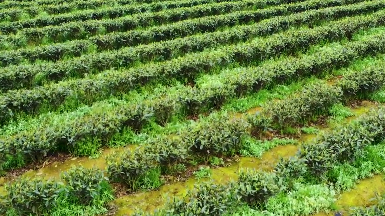 福鼎白茶茶山视频素材