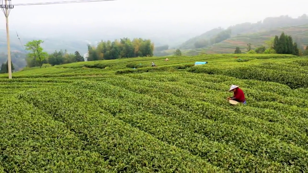 福鼎白茶茶山视频素材