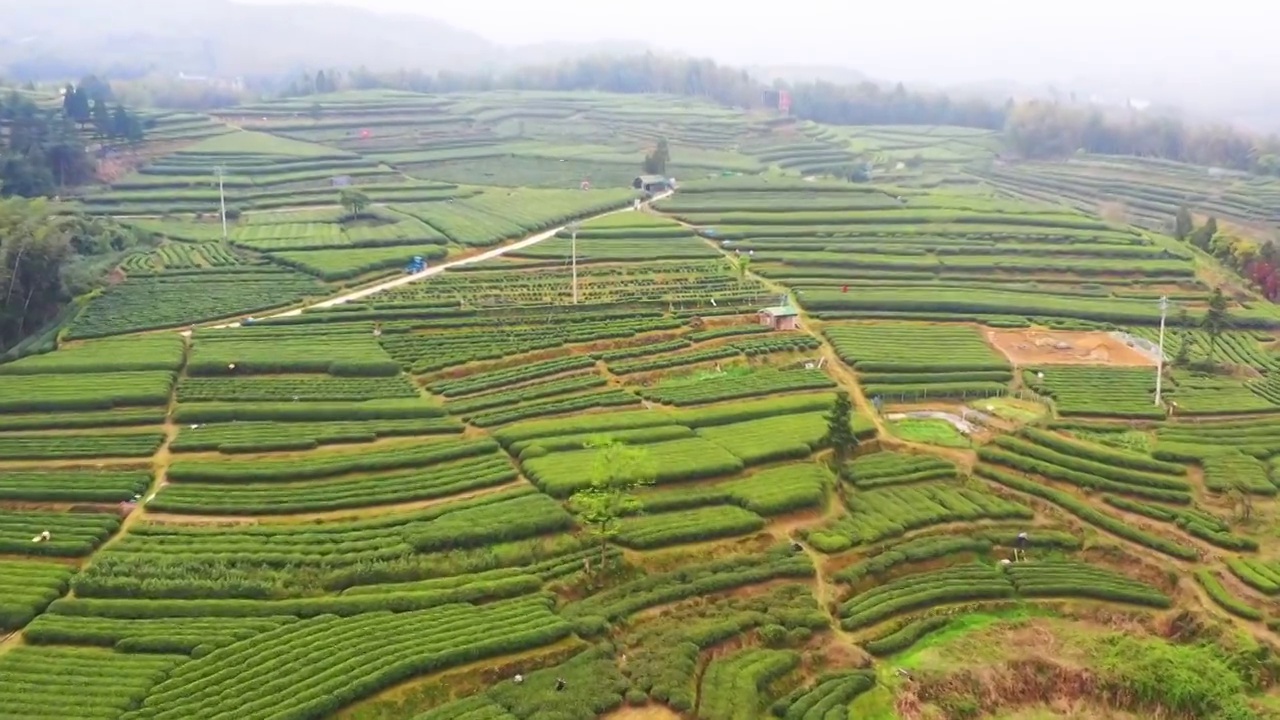 福鼎白茶茶山视频素材