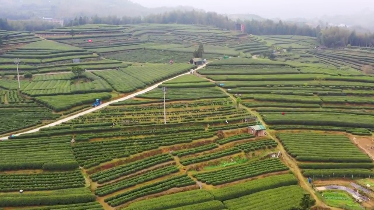 福鼎白茶茶山视频素材