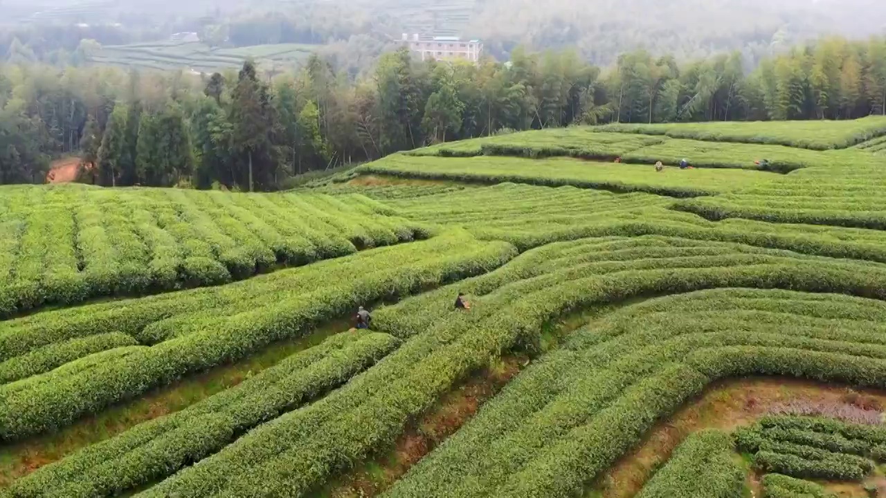 福鼎白茶茶山视频素材