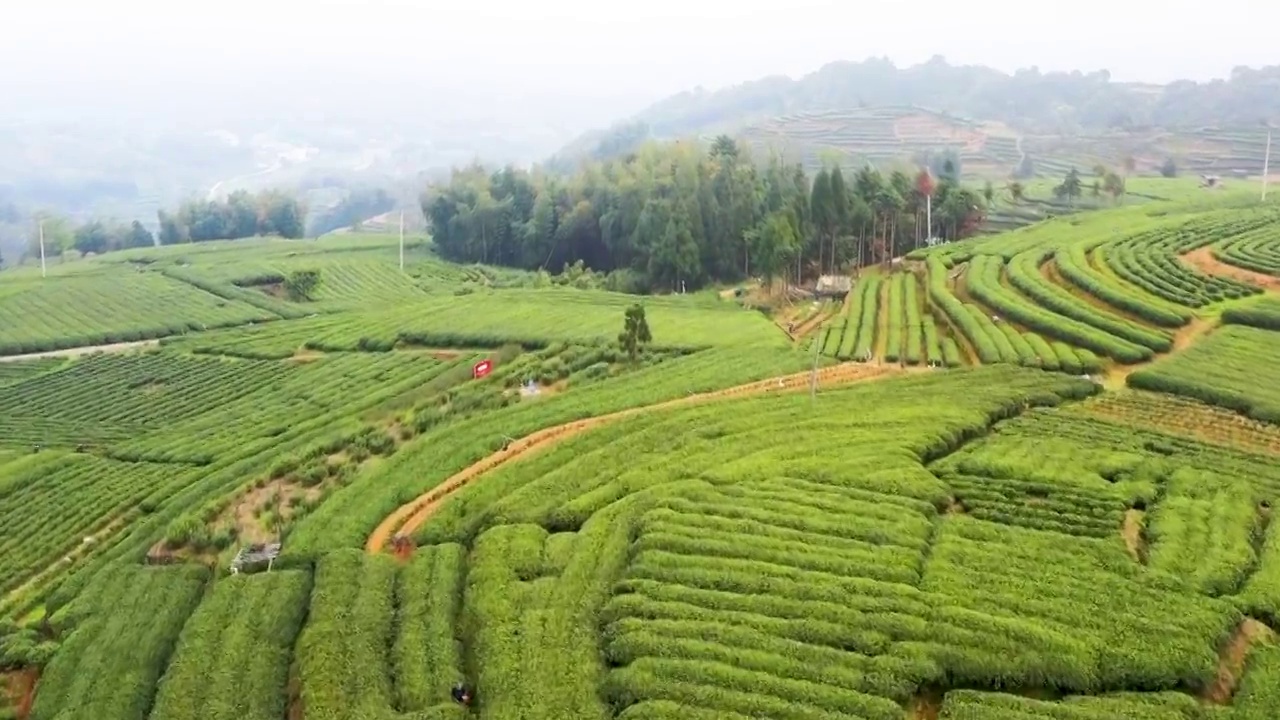 福鼎白茶茶山视频素材