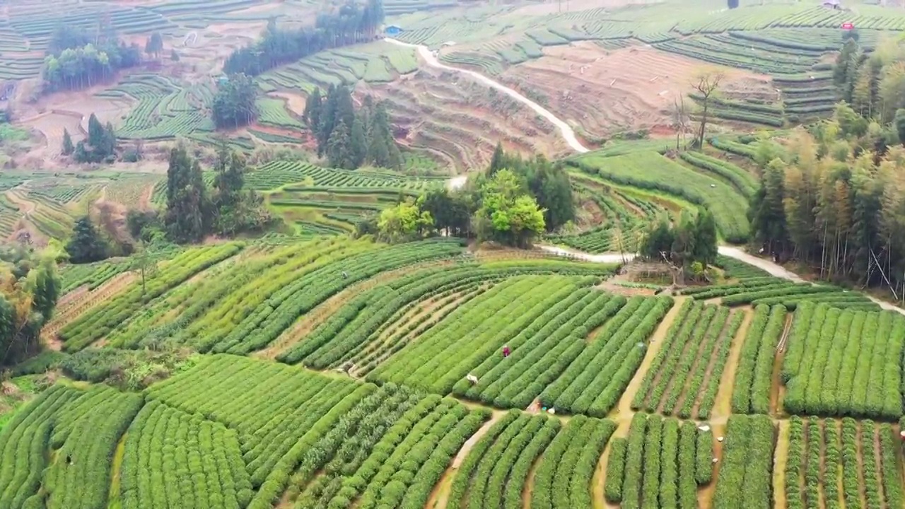 福鼎白茶茶山视频素材