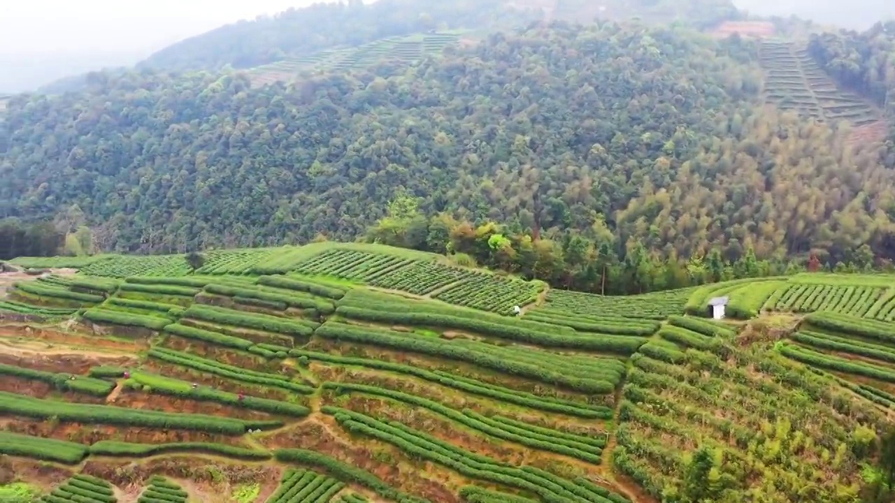 福鼎白茶茶山视频素材