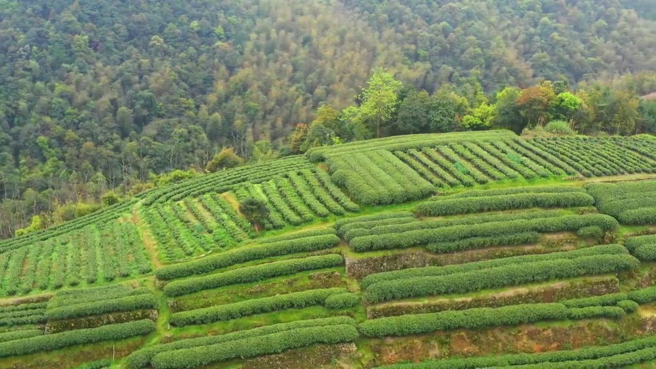 福鼎白茶茶山视频素材