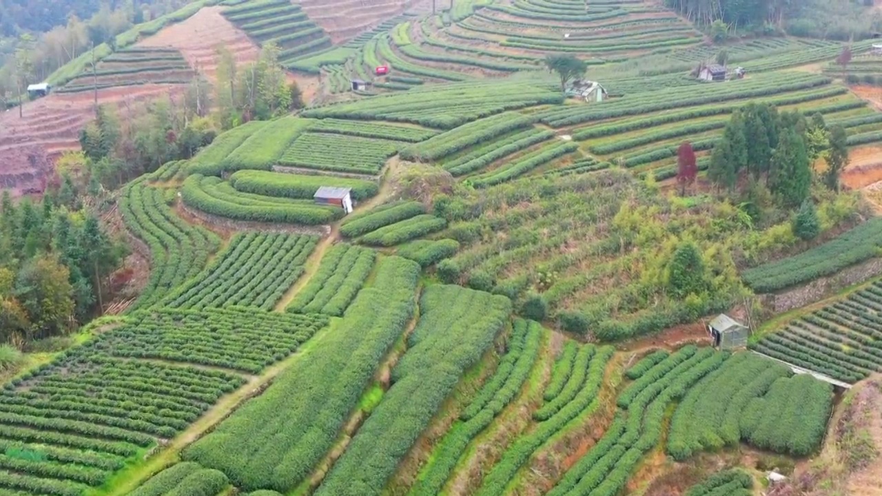 福鼎白茶茶山视频素材