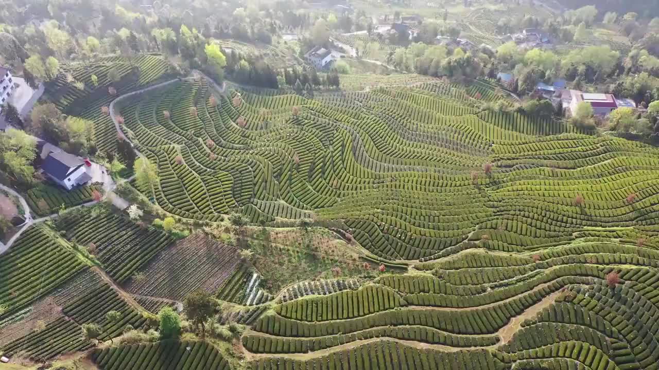 恩施：花枝山茶园基地春茶飘香视频素材