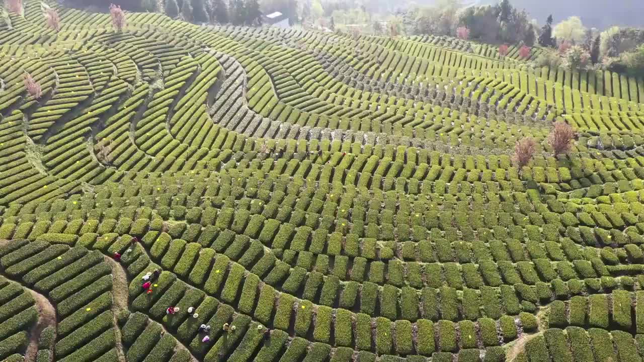 恩施：花枝山茶园基地春茶飘香视频素材