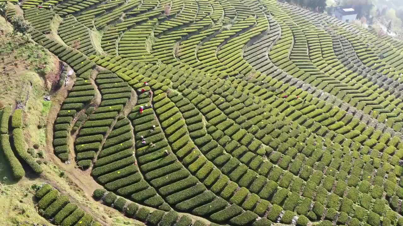 恩施：花枝山茶园基地春茶飘香视频素材