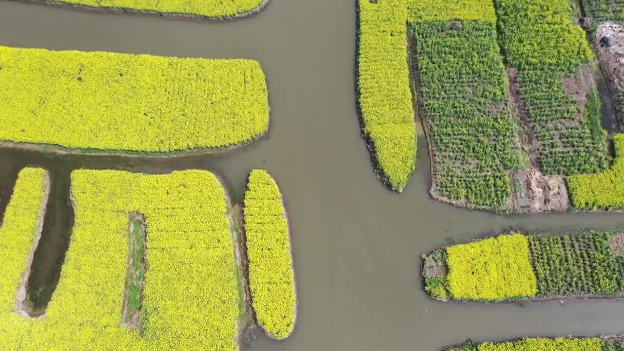 航拍兴化千垛油菜花海视频素材