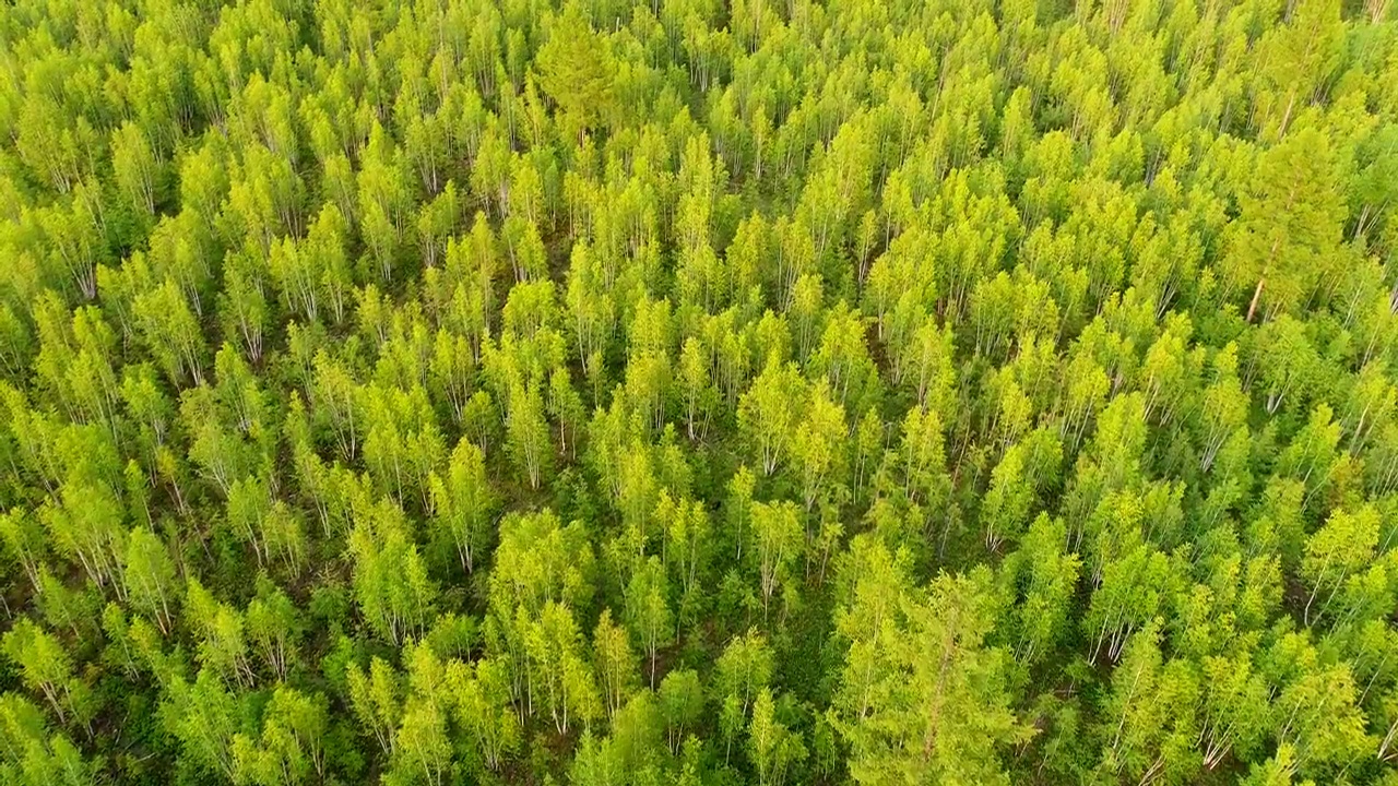 航拍大兴安岭绿色林海茂密白桦林视频素材