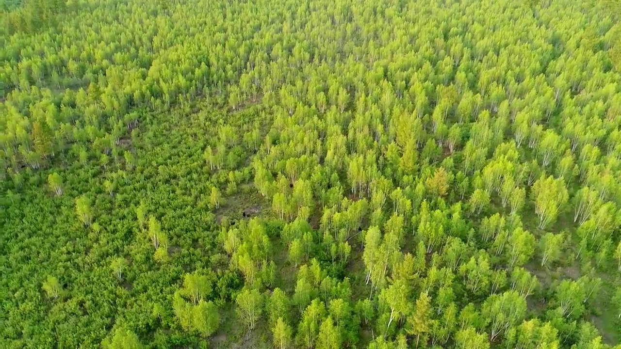 航拍大兴安岭绿色林海茂密白桦林视频素材