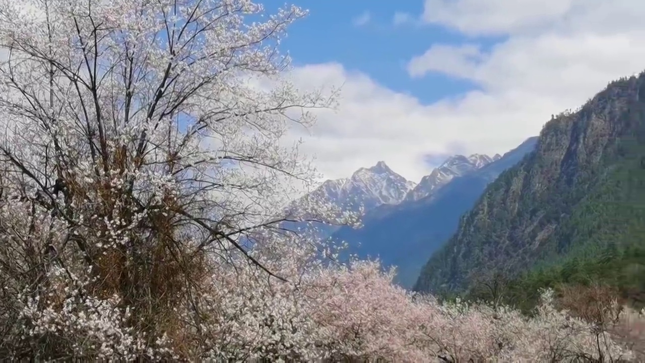 中国 西藏 林芝 察隅 罗马村 桃花视频素材