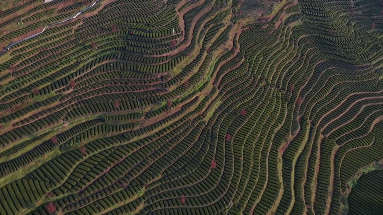 恩施花枝山：茶园春韵视频素材