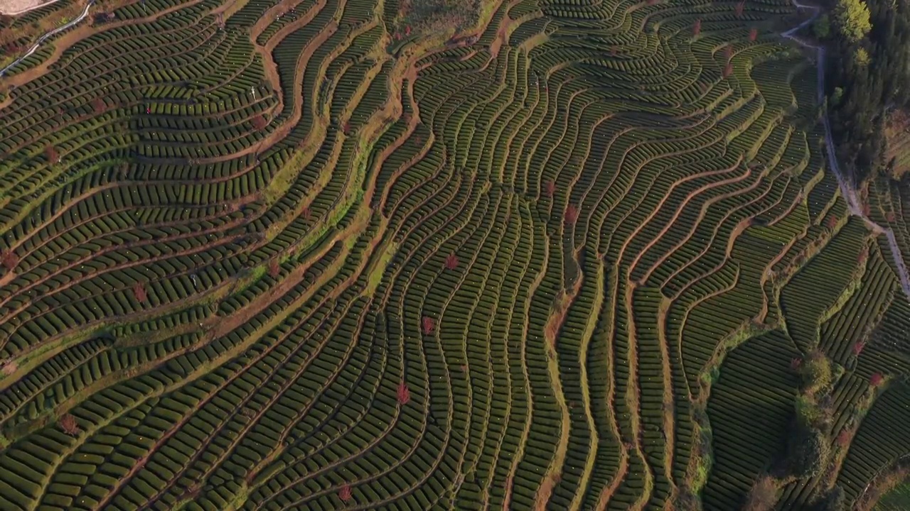 恩施花枝山：茶园春韵视频素材