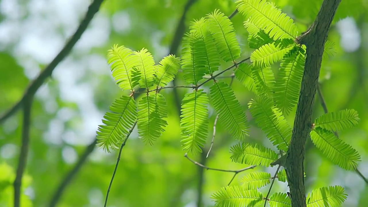 叶子,户外,特写,白昼,自然,绿色,植物,清新,自然美,树视频素材