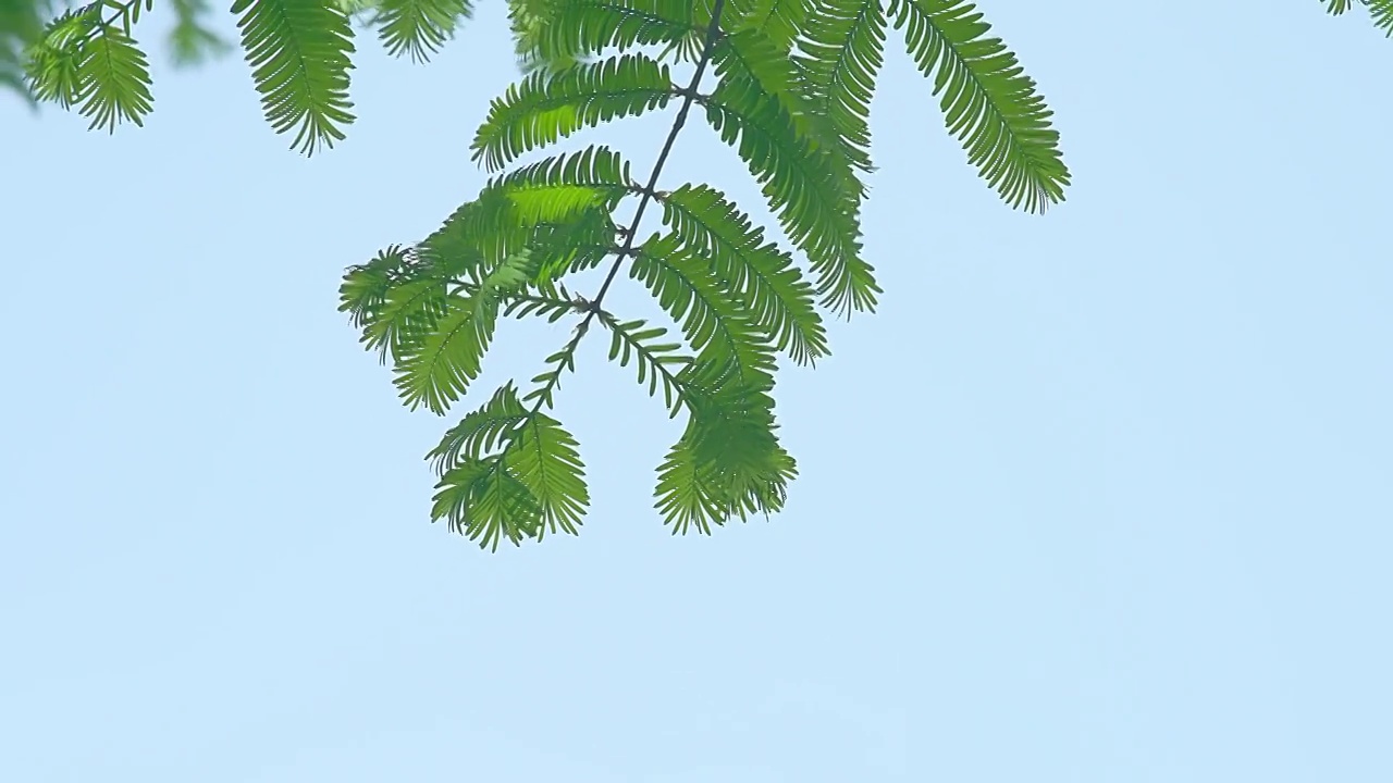 叶子,户外,特写,白昼,自然,绿色,植物,清新,自然美,树视频素材