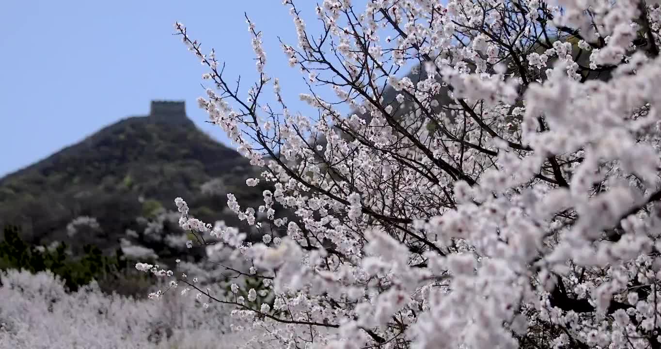 八达岭古长城脚下杏花视频素材