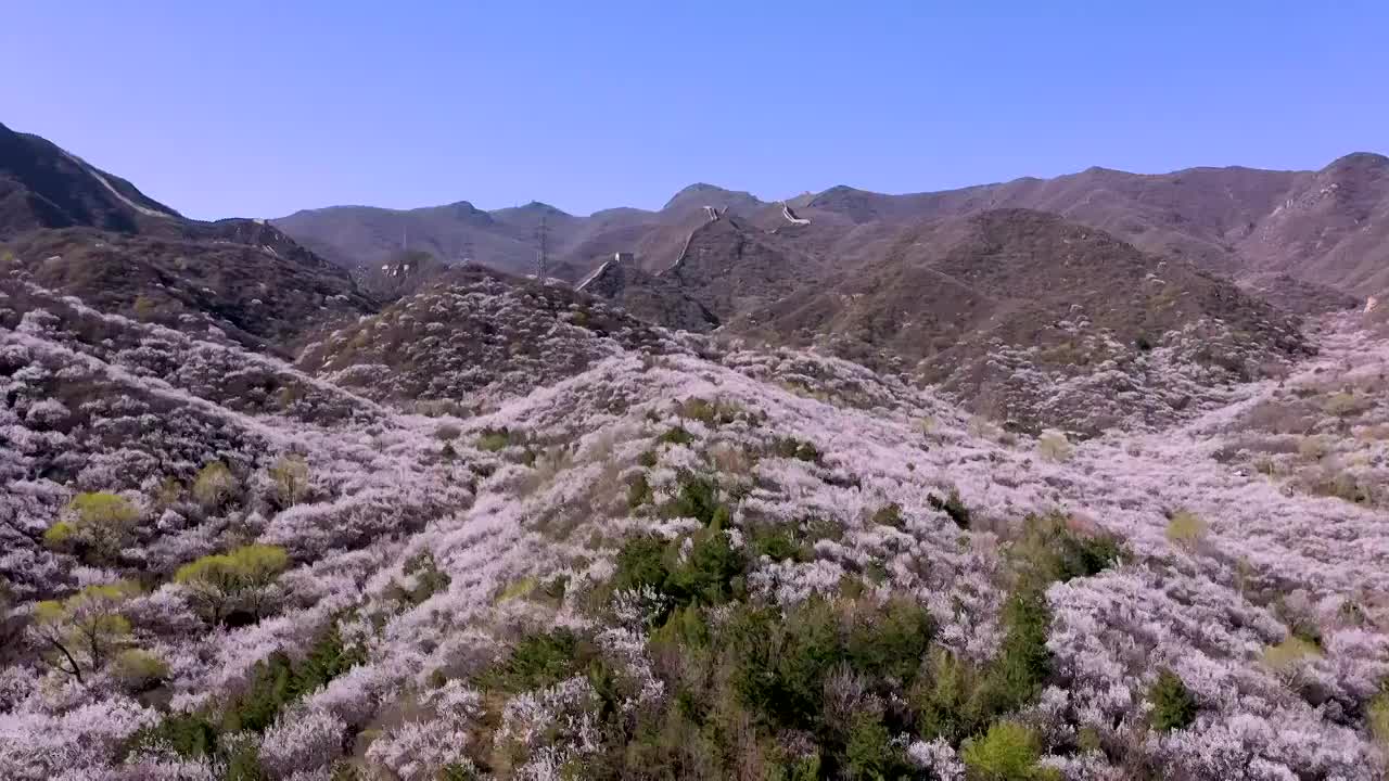 八达岭古长城脚下杏花视频素材