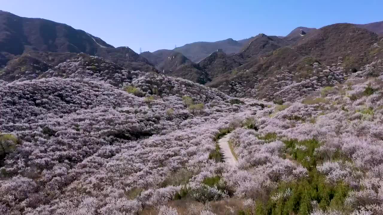 八达岭古长城脚下杏花视频素材