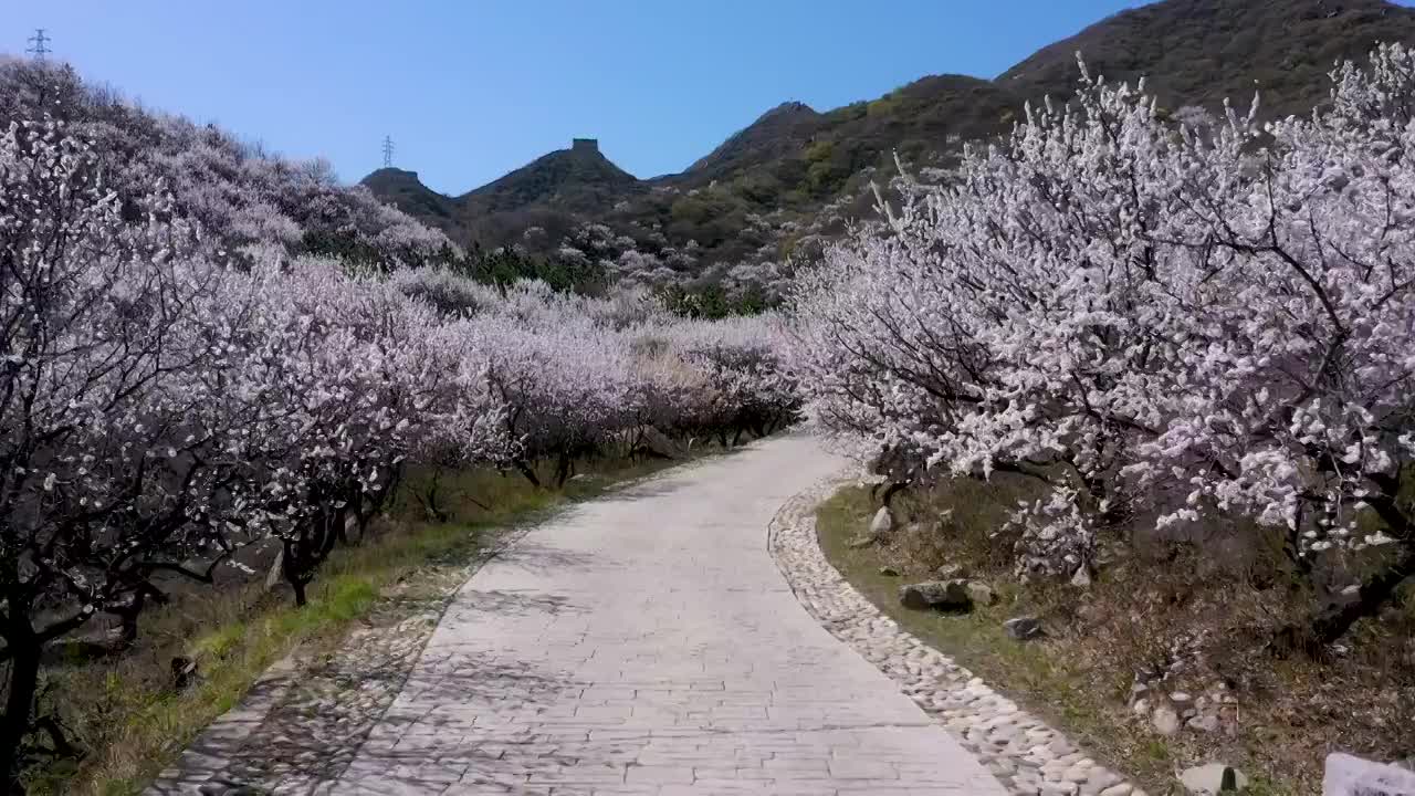 八达岭古长城脚下杏花视频素材