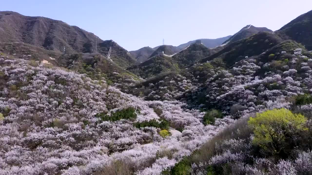 八达岭古长城脚下杏花视频素材