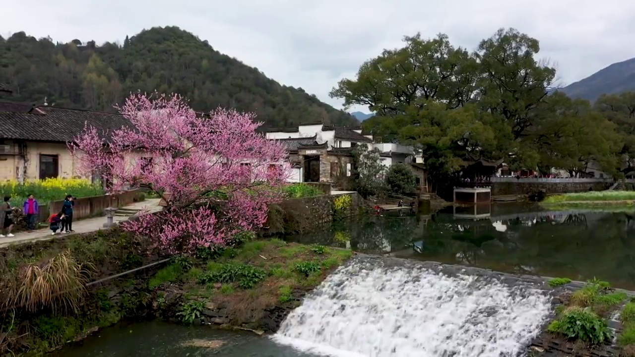 婺源虹村桃花流水风光4K航拍视频素材