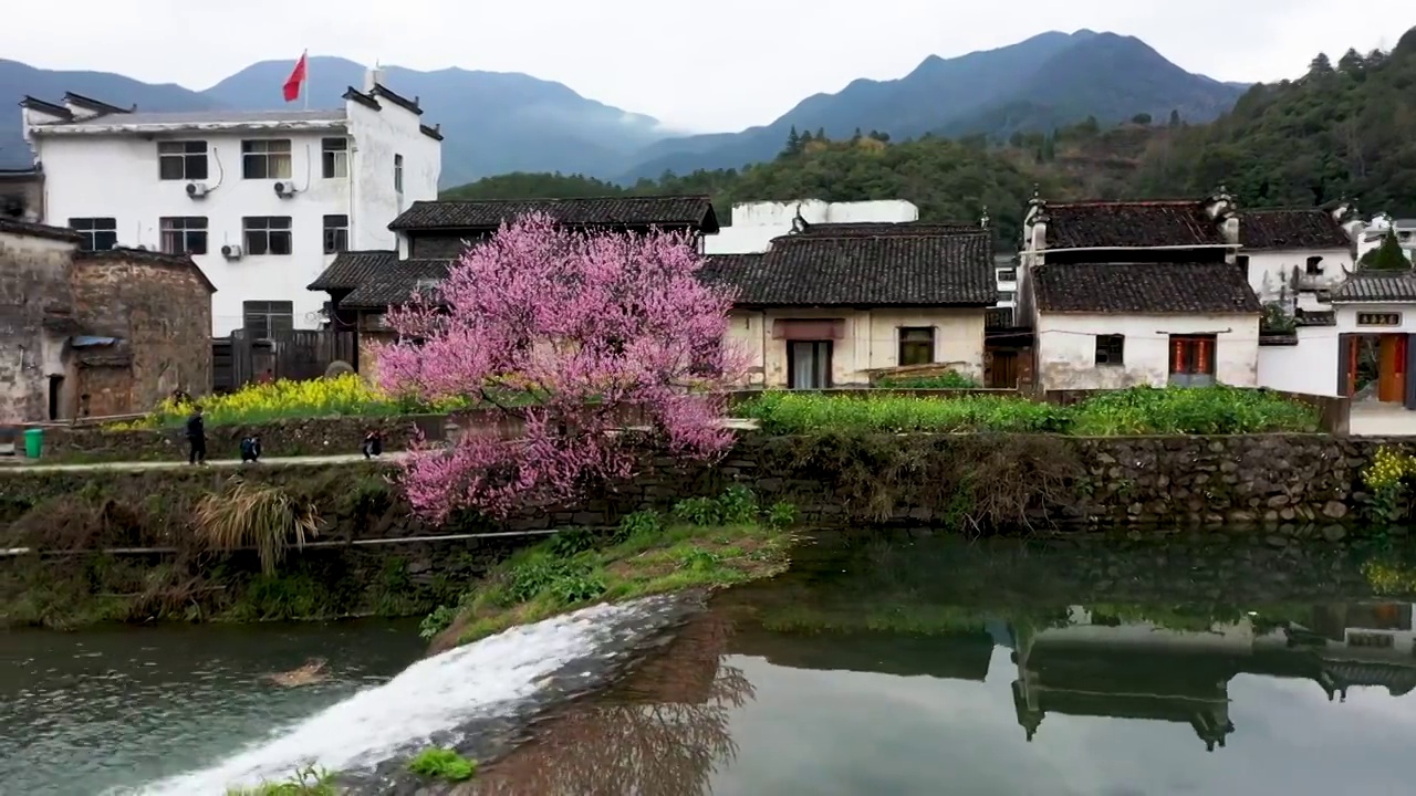 婺源虹村桃花流水风光4K航拍视频素材