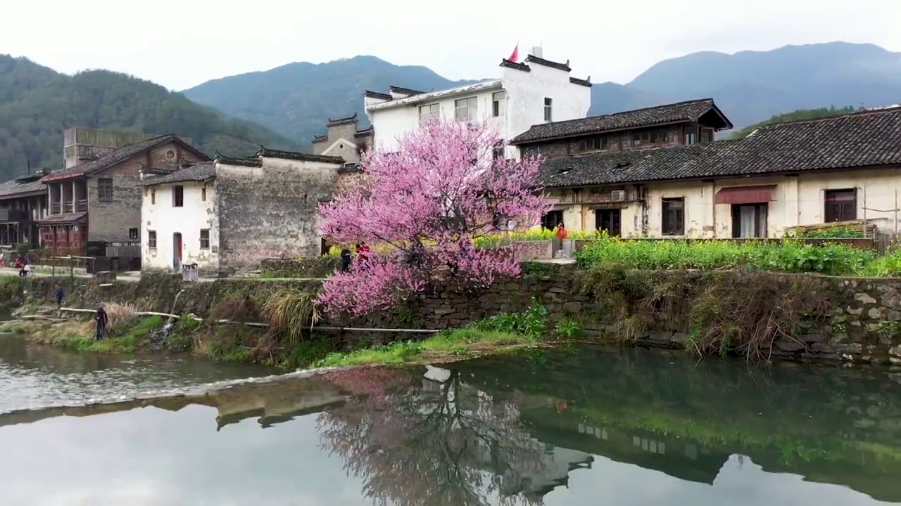 婺源虹村桃花流水风光4K航拍视频素材