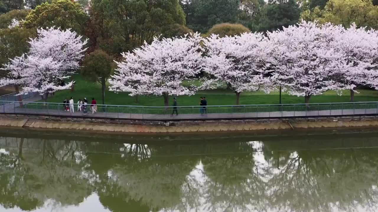 义乌植物园樱花4K航拍视频素材