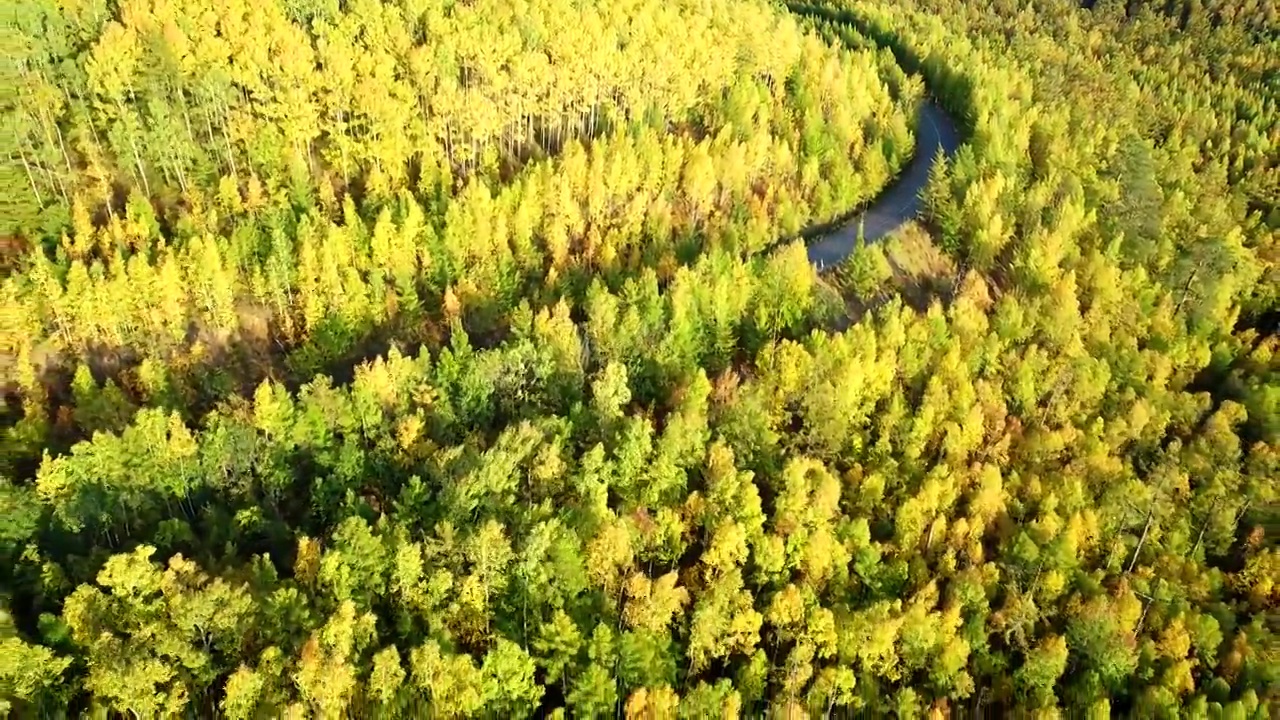 航拍大兴安岭秋季山林彩林公路视频素材