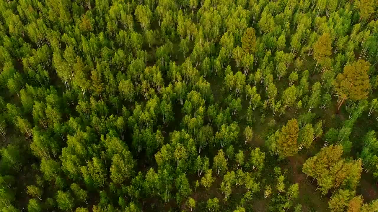 航拍大兴安岭茂密白桦林视频素材