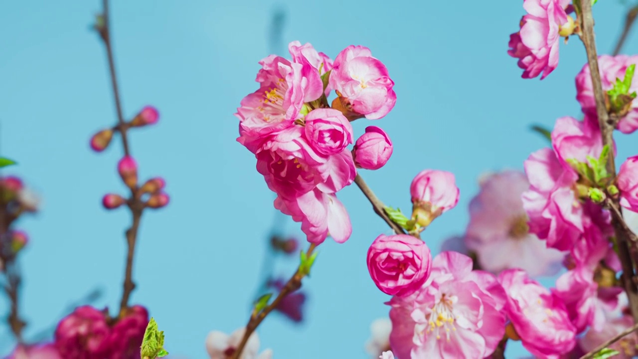 4K立春花朵绽放花开生命力盛开延时视频素材