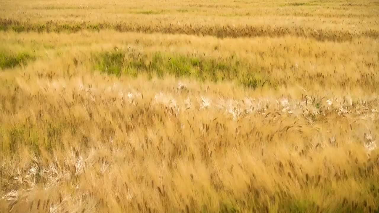 成熟的冬小麦麦田视频素材