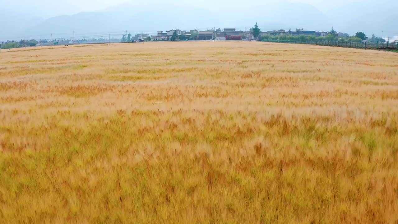 成熟的冬小麦麦田视频素材