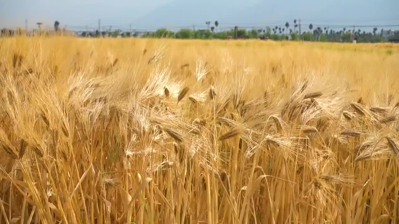 成熟的冬小麦麦田视频素材