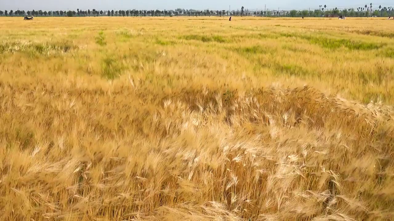 成熟的冬小麦麦田视频素材