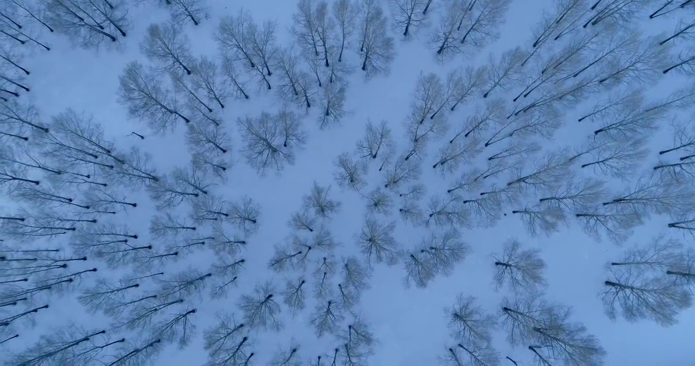 航拍内蒙古冬季雪原树林雾凇视频素材