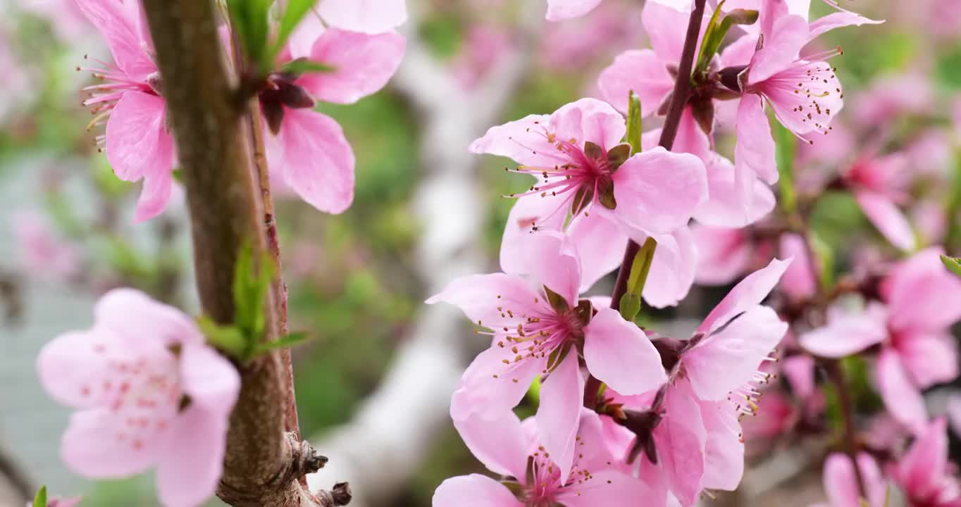 桃花视频素材