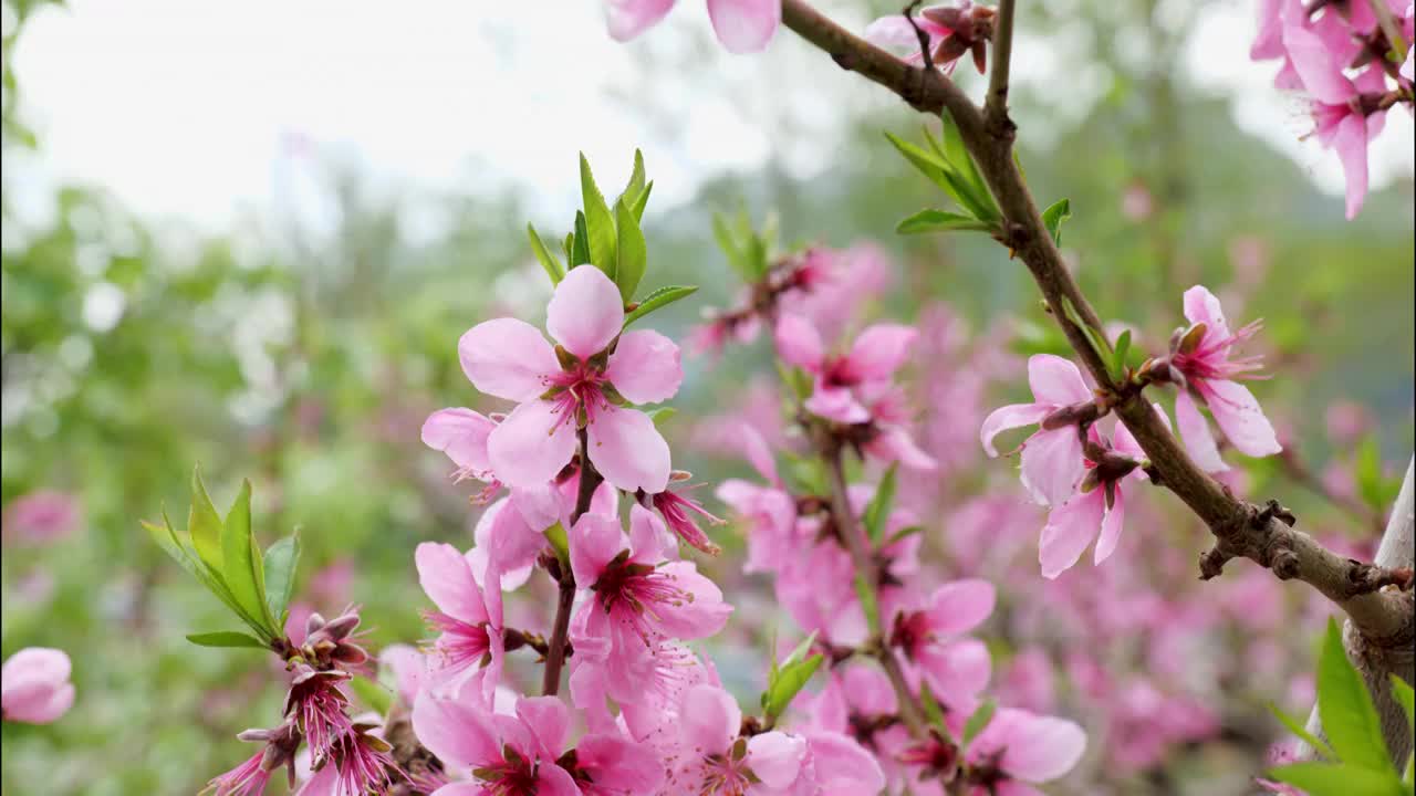 4k唯美桃花视频素材