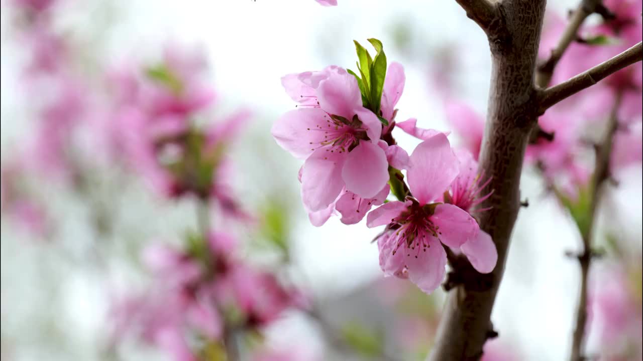 4k唯美桃花视频素材