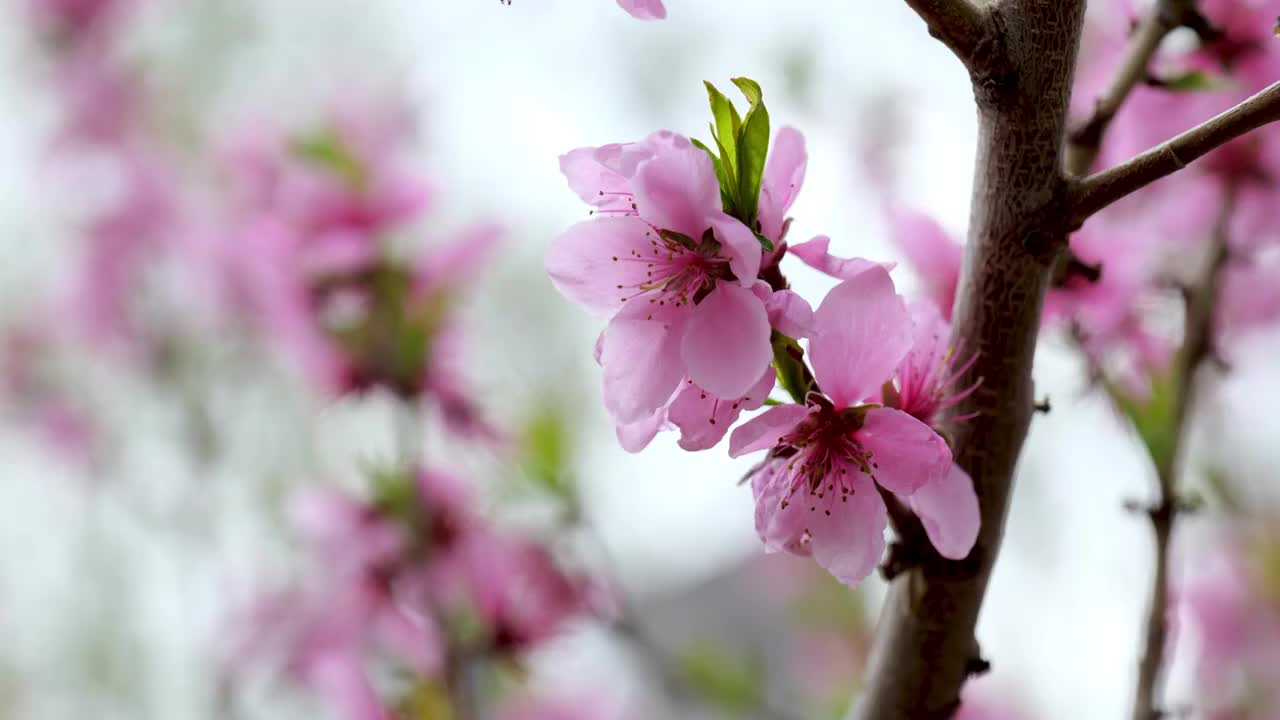 桃花视频素材