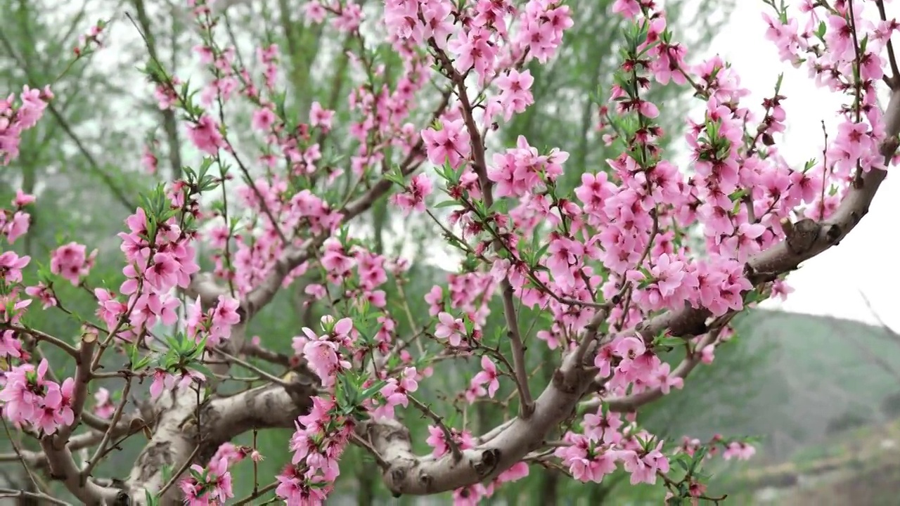 桃花视频素材