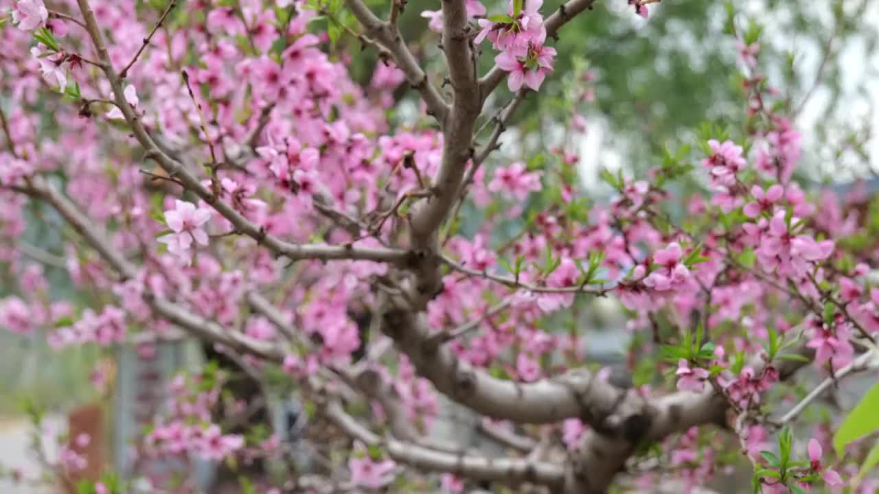 桃花视频素材