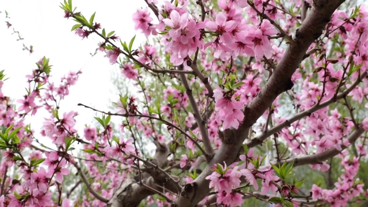 桃花视频素材