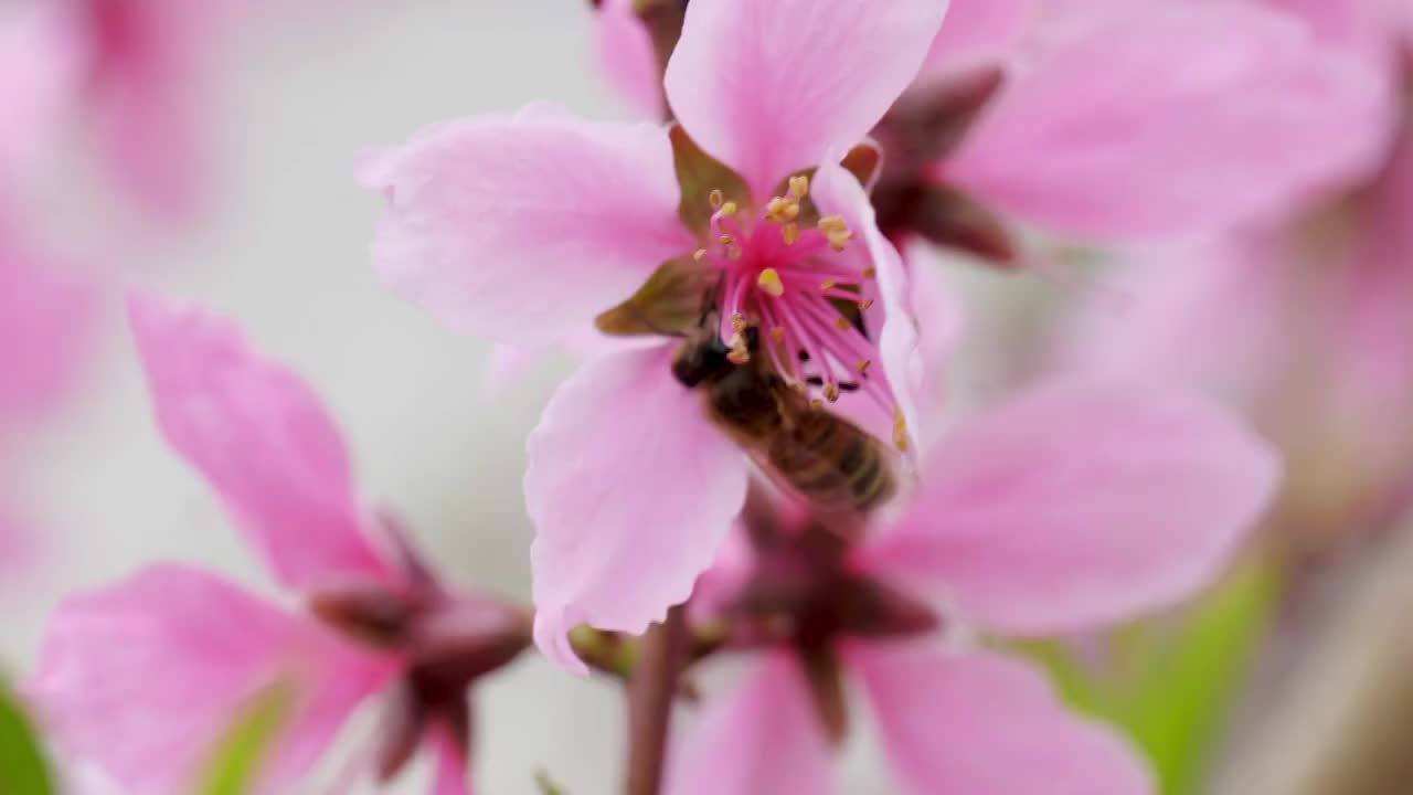 小蜜蜂采蜜视频素材