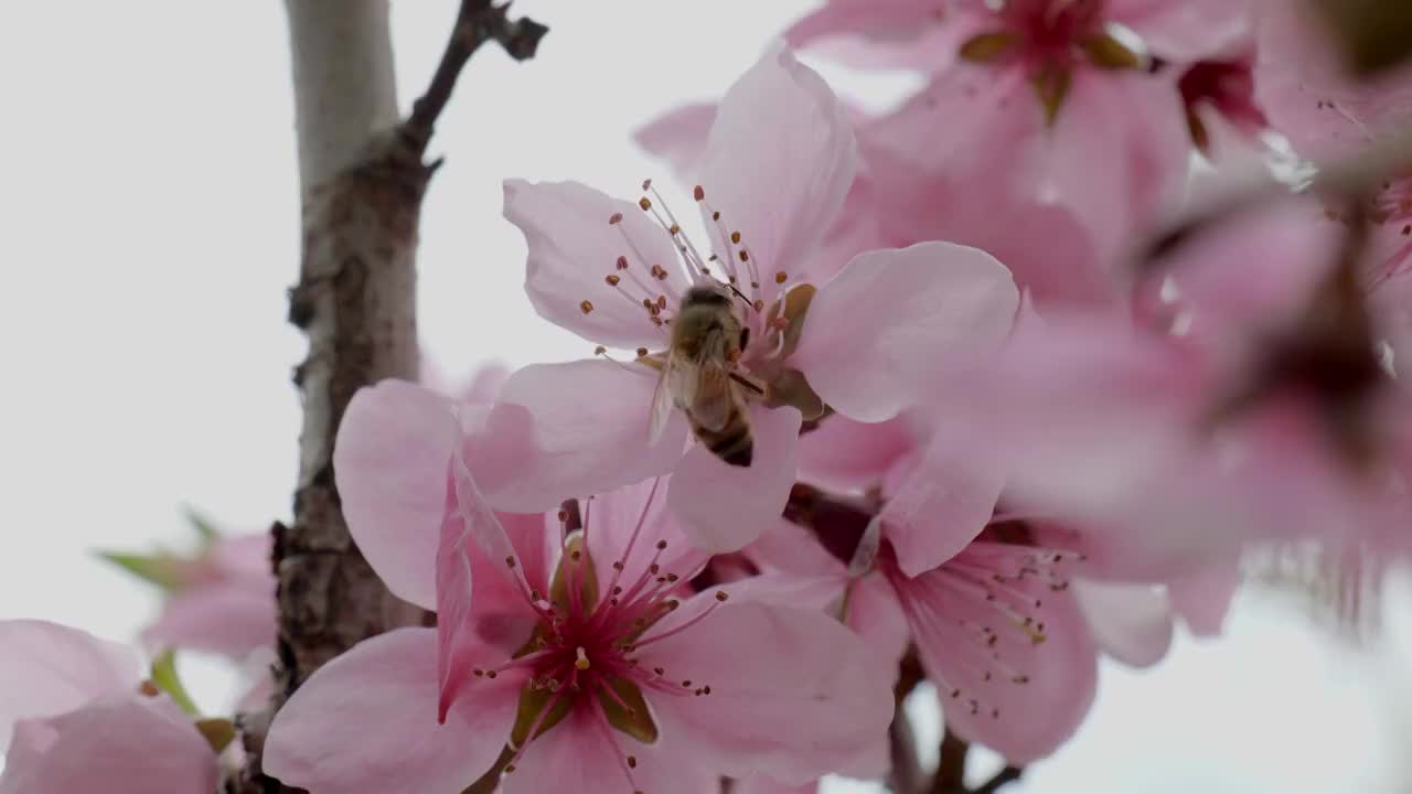 小蜜蜂采蜜视频素材